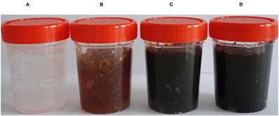 Superior in vivo Wound-Healing Activity of Mycosynthesized Silver Nanogel on Different Wound Models in Rat